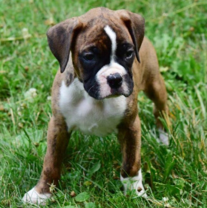 Sophie - Pomeranian Puppy