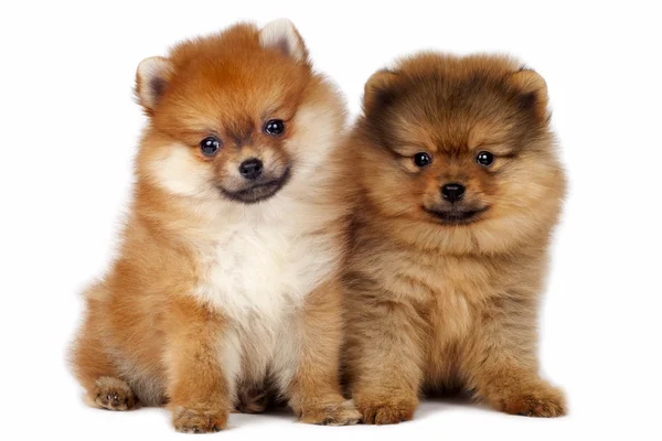 Trusted Pomeranian Puppy Breeder